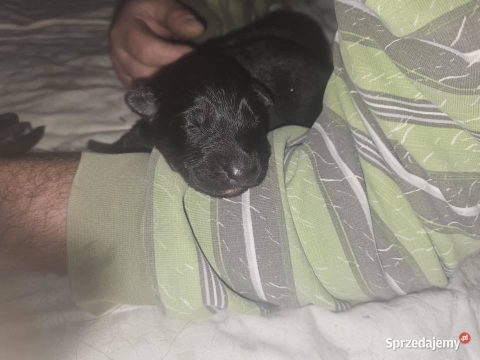 Szczeniaczki Rasy Owczarek Niemiecki długowłosy Niemodlin sprzedam