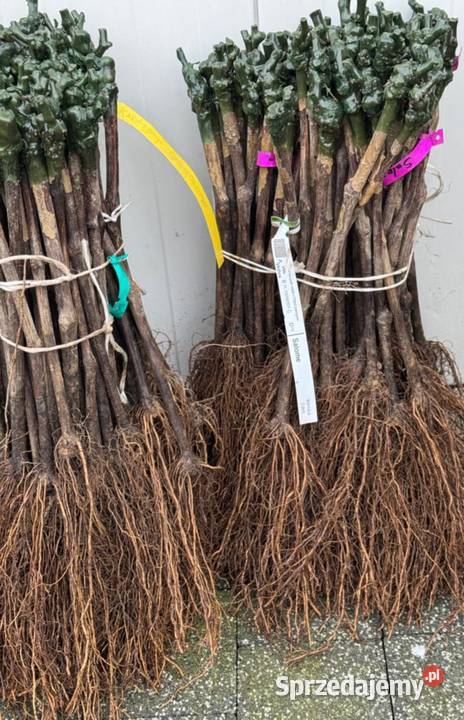 Winogrono deserowe Nizina duży owoc Sadzonki Łazy Brzyńskie sprzedam