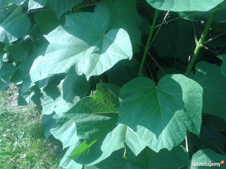 catalpa katalpa nieszczepiona Dom i Ogród lubelskie