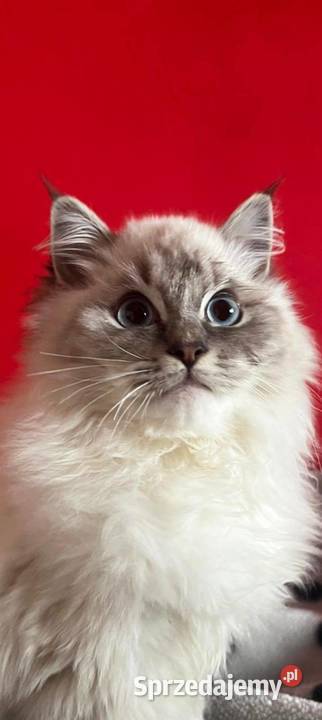 Ragdoll wystawowohodowlany Koty Rzeszów