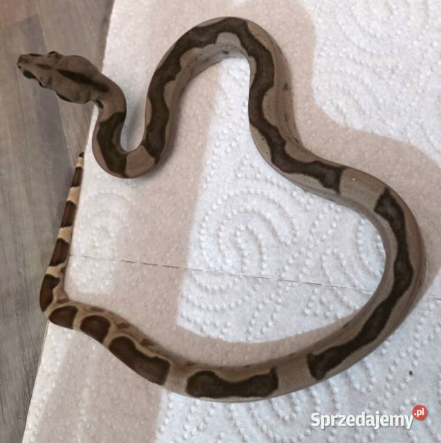 Boa junglemotley leopard Inowrocław