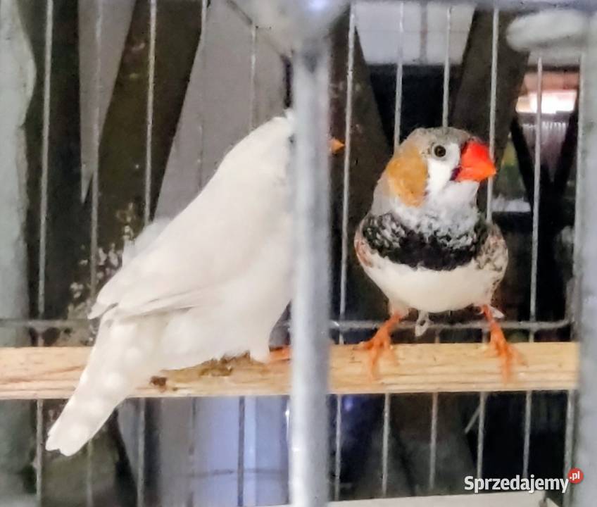 Zeberki amadyny zebrowate młodziutkie małopolskie Tarnów sprzedam