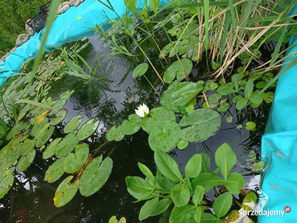 Lilia biała sadzonka podkarpackie Rakszawa