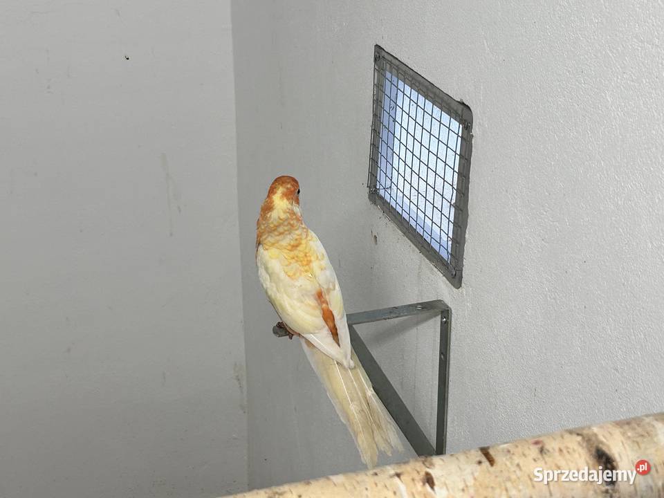 Rozelle królewskie samce Młodoszowice