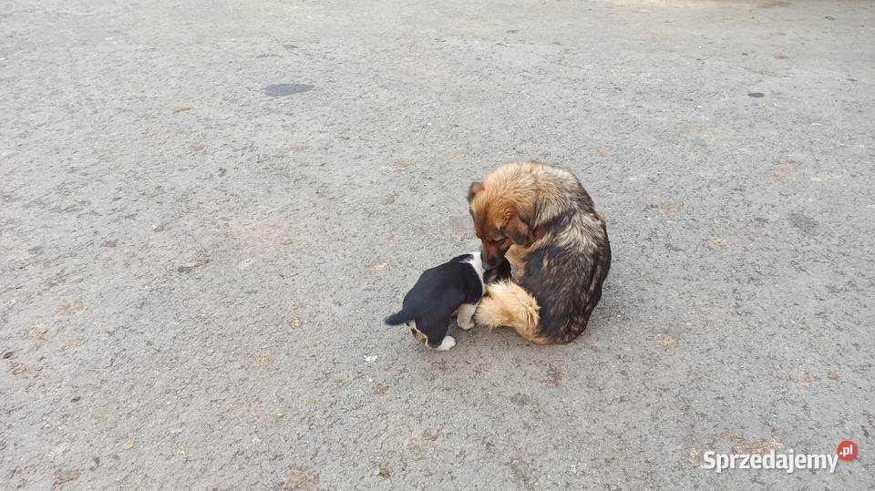 piesek szuka domu podkarpackie Brzostek