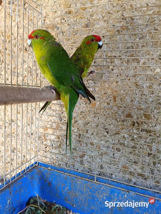 Papugi kozie modrolotki para Ptaki podkarpackie Jedlicze