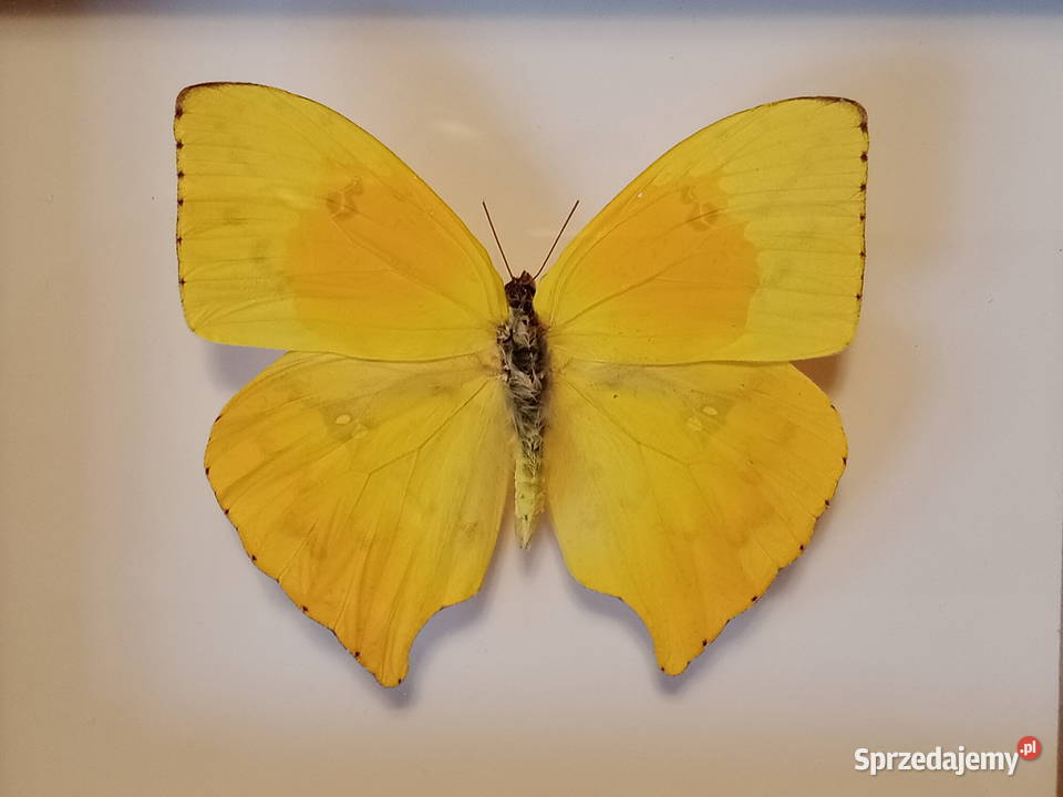Motyl w ramce 14 x 12 Phoebis rurina zachodniopomorskie Szczecin