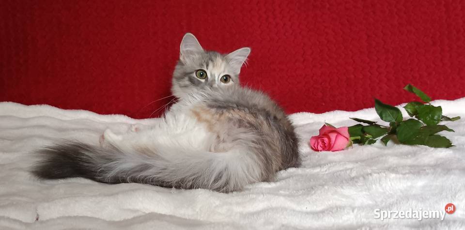 Koty Syberyjskie MAGIA ZKolakowegoDomu Kwilcz