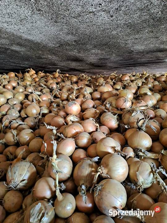 Cebula Luz BigBag Złotniki Kujawskie