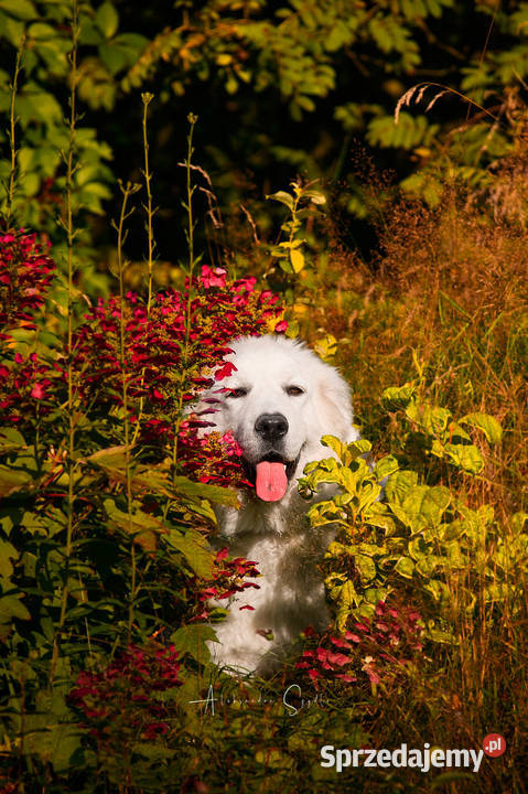 Owczarek podhalański małopolskie Zabierzów
