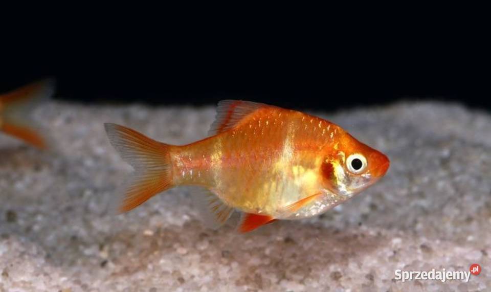 Brzanka sumatrzańska Puntigrus tetrazona ALBINOS Gdańsk