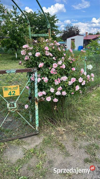 Działka ROD Gorzów Wlkp Śląska ROD Jedwab Gorzów Wielkopolski