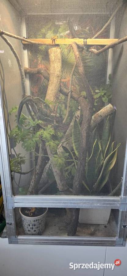 Terrarium Agaty kameleona Lublin