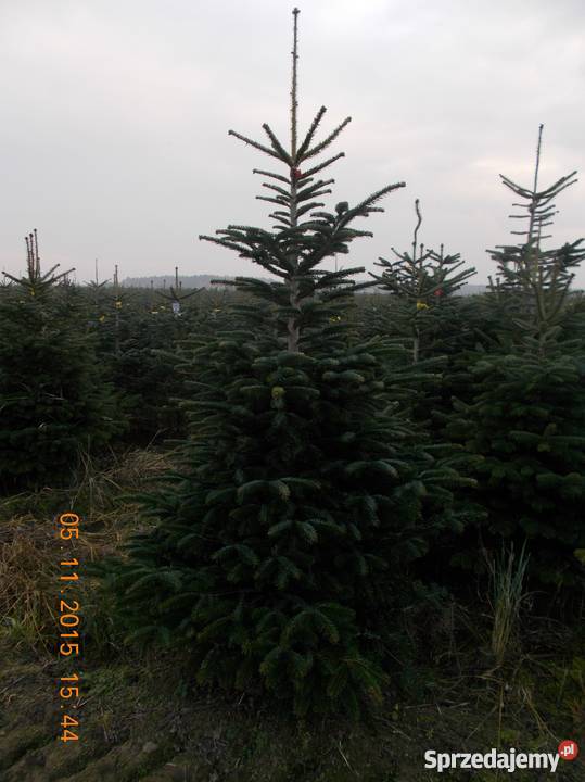 CHOINKI JODŁA ŚWIERK DONICZKA CIĘTY Rośliny Ogród Mszczonów sprzedam