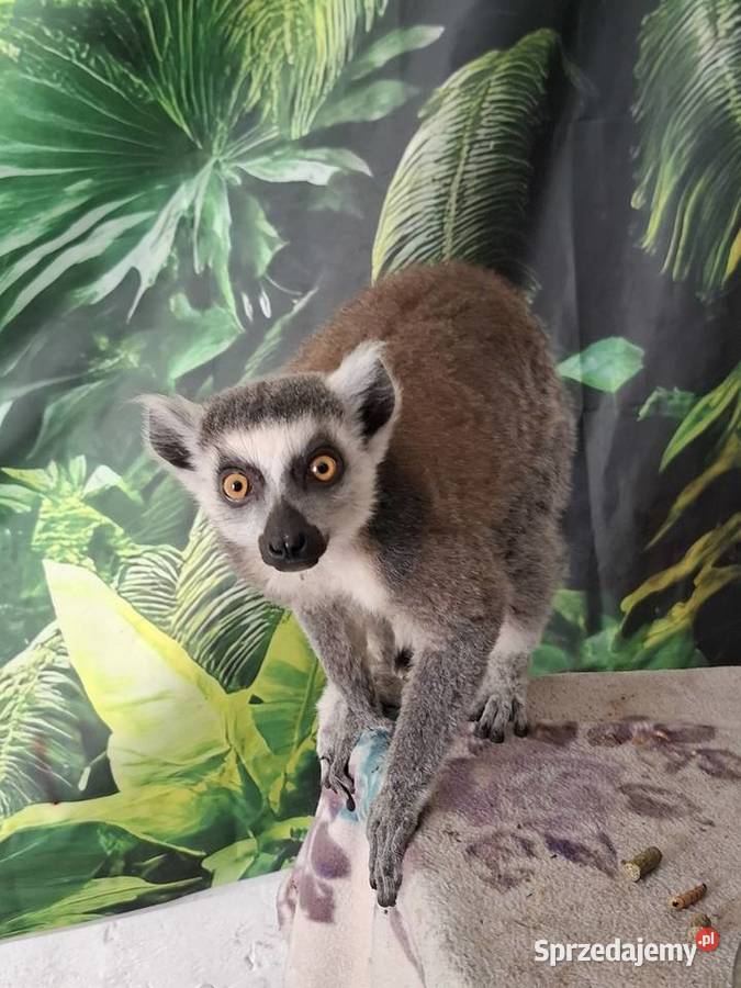 Lemur catta Rąbiń