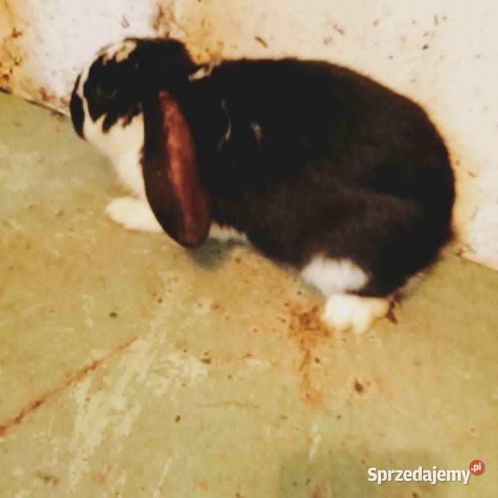 Sprzedam królika samca dobrego do zakacania Trzepnica