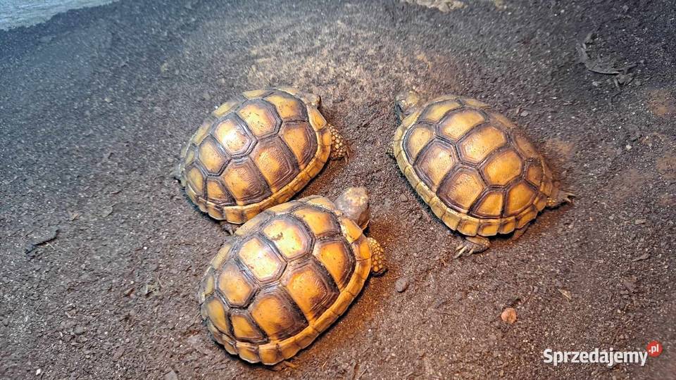 Żółw Obrzeżony