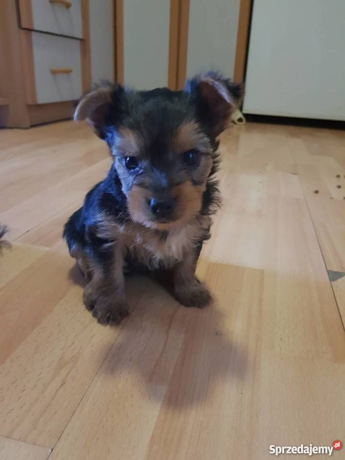 Yorkshire terrier szczeniaki Kalisz