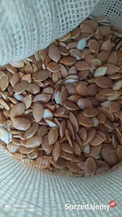 Pestki dyni pastewnej Banie Mazurskie