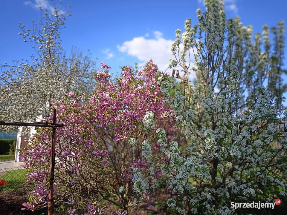 działka ogrodowa jeziorem Nysa Saperska 4 ary opolskie