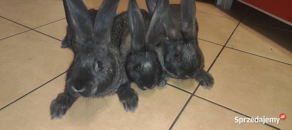 Olbrzym belgijski żelazisty sprzedam