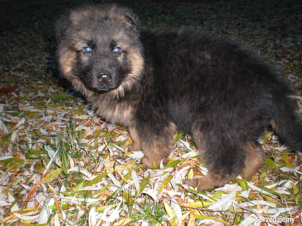 Piękny owczarek niemiecki 6 miesięcy Chełm