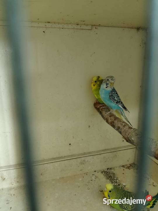 Papugi faliste 3 Ptaki Strzeleczki