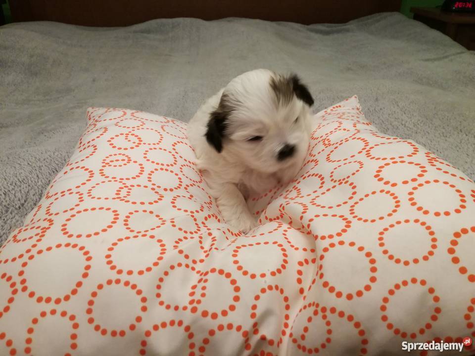 piękne szczeniaki Shih tzu Świecie sprzedam
