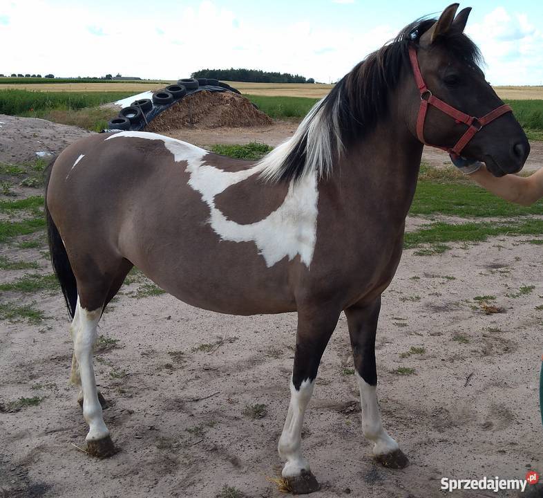 Sprzedam klacz kuc hucuł Pozostałe Kryszkowice