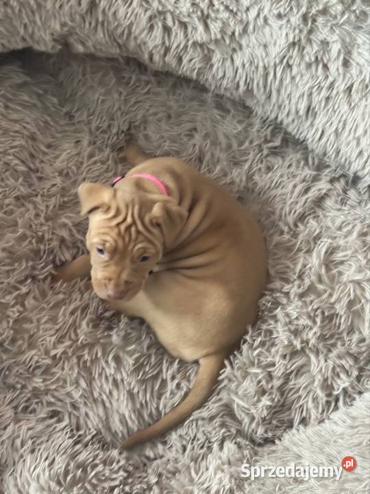 Rednos american Pit bull terrier szczeniaki Grodzisk Mazowiecki