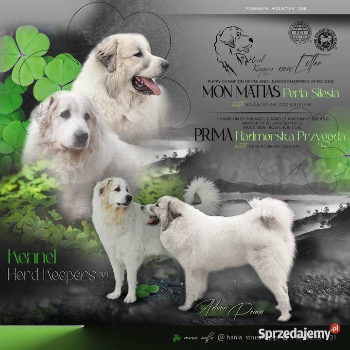 PIRENEJSKI PIES GÓRSKI SZCZENIĘ GOTOWE DO Tczew