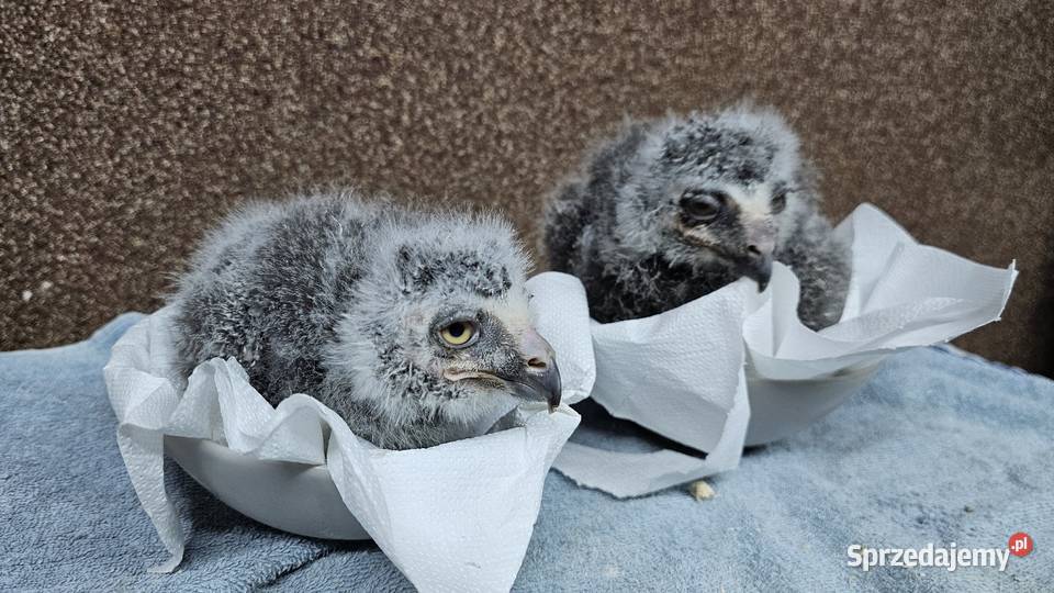 Sowa Puchacz Śnieżny Bubo scandiacus Pisklaki Marklowice Górne