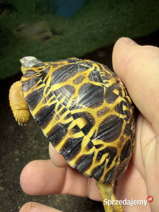 Żółw promienisty dolnośląskie Jeżów Sudecki