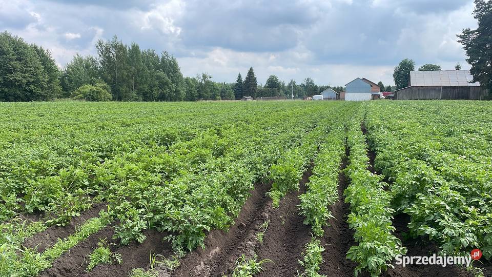 ziemniaki LORD Las Lesznowolski
