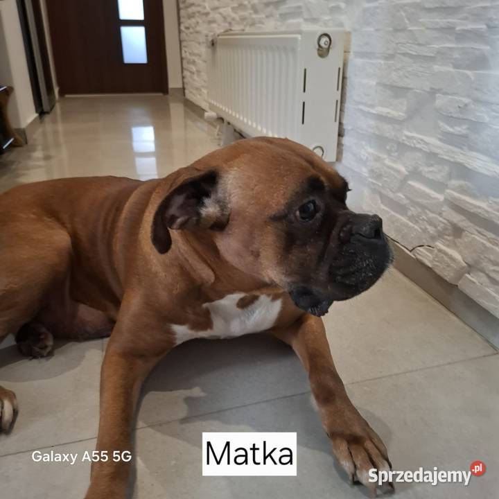 Szczeniaki Bokser Baszyny