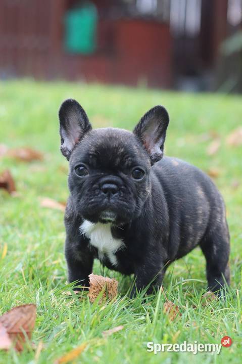 Buldog francuski fci ZKwP śląskie Świerklany