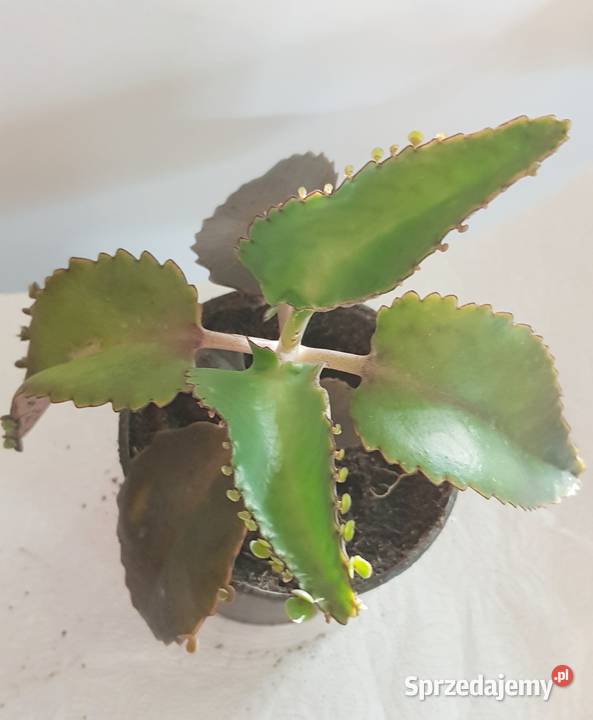 Domowa Apteczka Lecznicza Żyworódka lepsza sprzedam