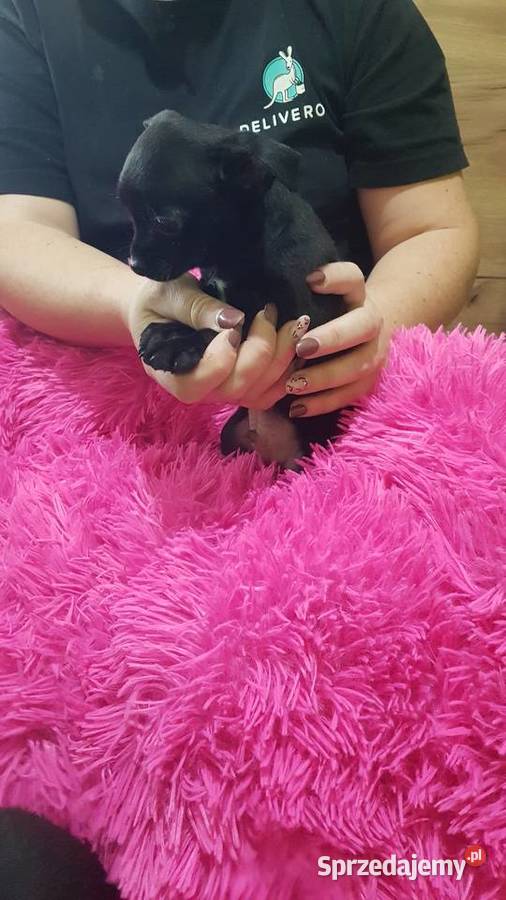 Śliczny piesek pinczer Legionowo