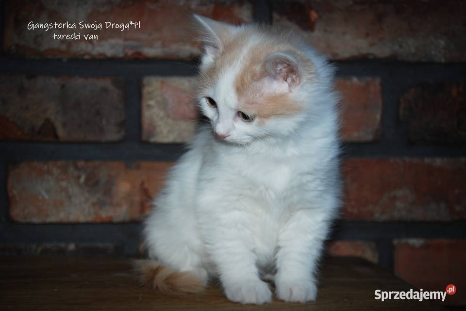 Gangsterka Swoją Drogą turecki van Pozostałe