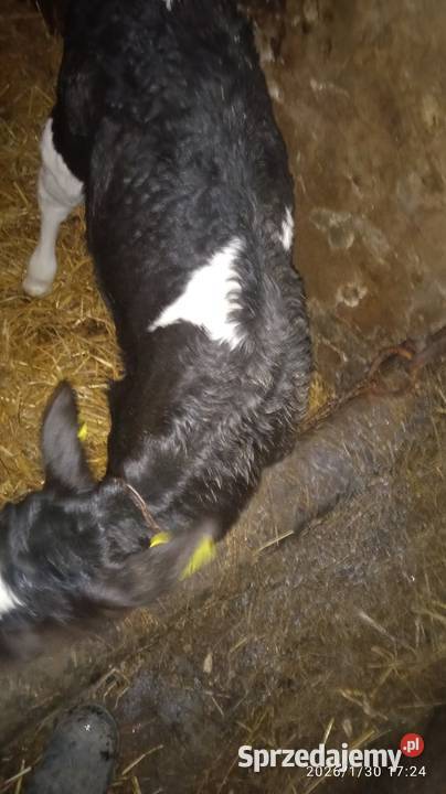 Jałóweczka na chów świętokrzyskie Opatów