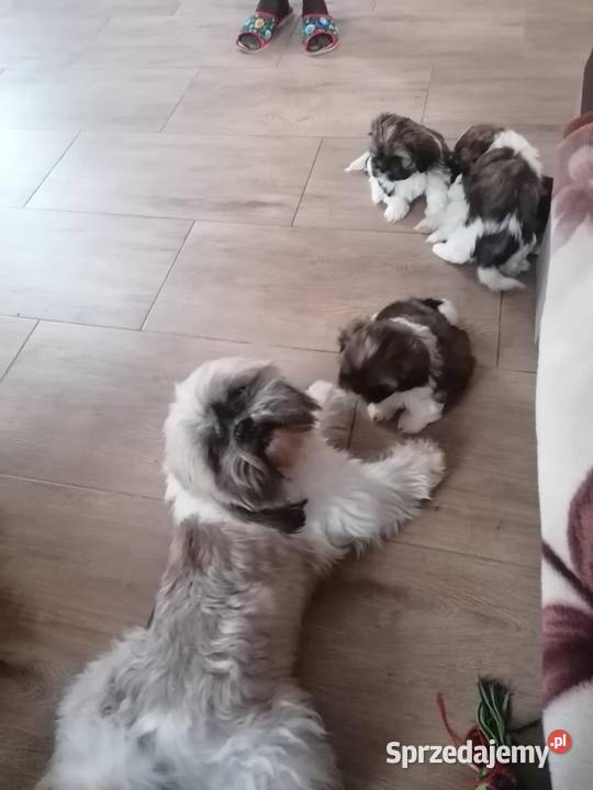 Piekny pies shihtzu