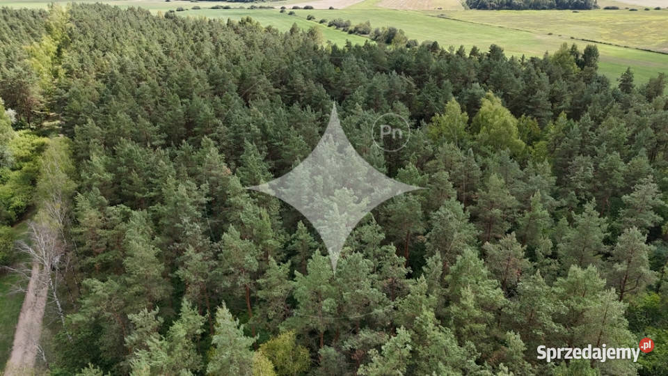 50letni Las Brzoza Sosna Gmina Rajgród Pieńczykowo