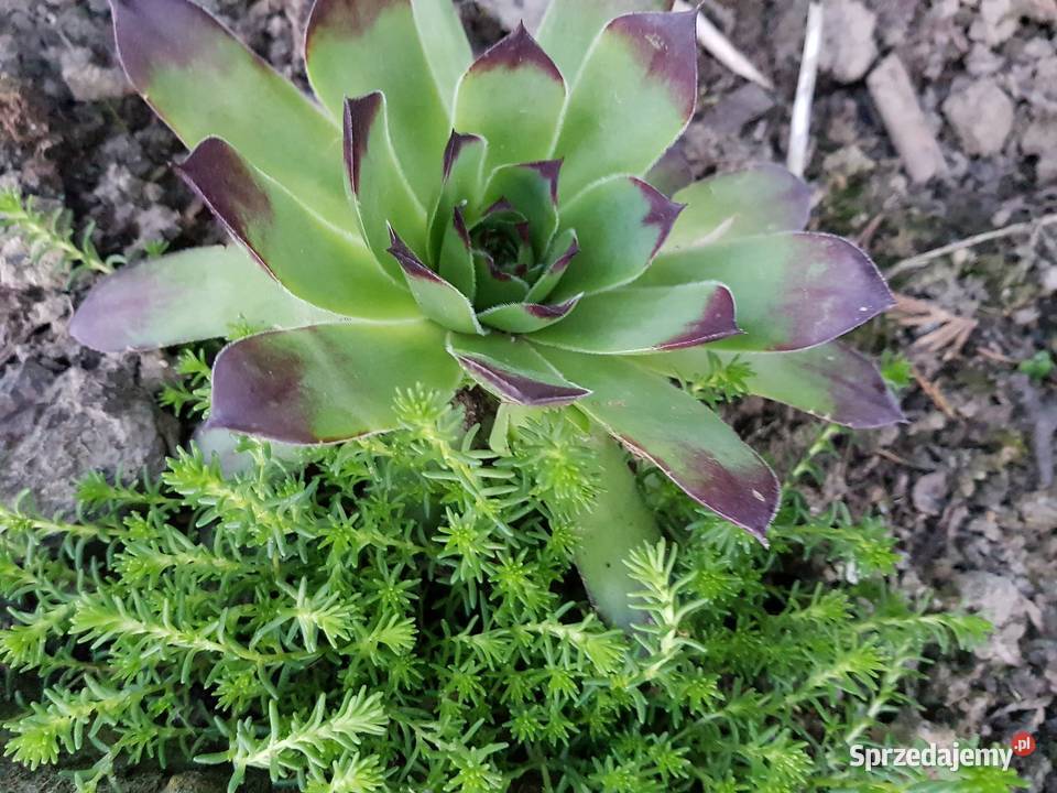 Zestaw roślin na skalniak 100 sztuk mix gatunków Lublin sprzedam