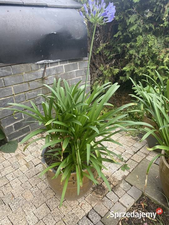 Agapanthus w donicy Lublin