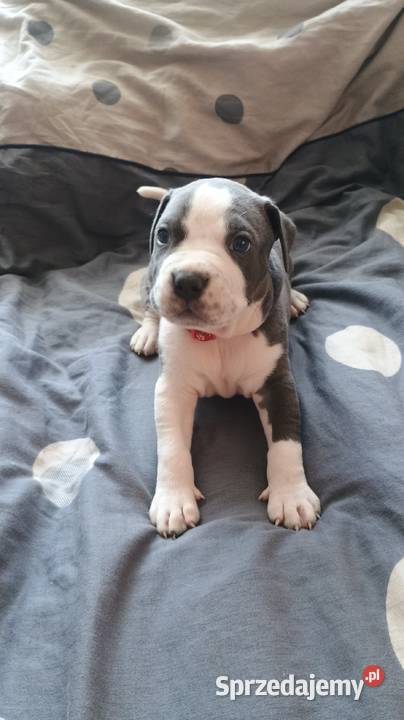 Amstaff Chłopaki Szczeniąta łódzkie