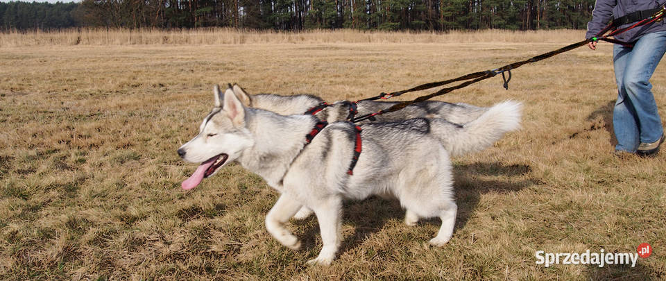 LinaSmycz Amortyzowana do Trekkingu z Psem Trek Tychy