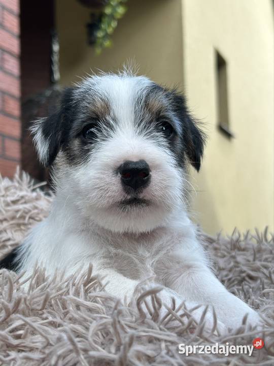 Szczenięta Parson Russell Terrier