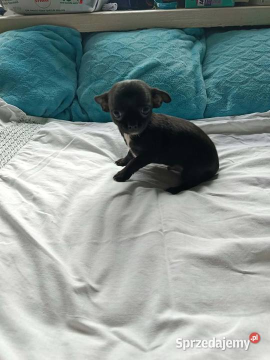 Czarny piesek Chihuahua szuka kochającego domu Płońsk