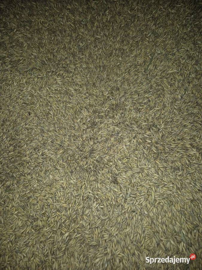 Owies rambo 2025 Międzyrzecze Górne