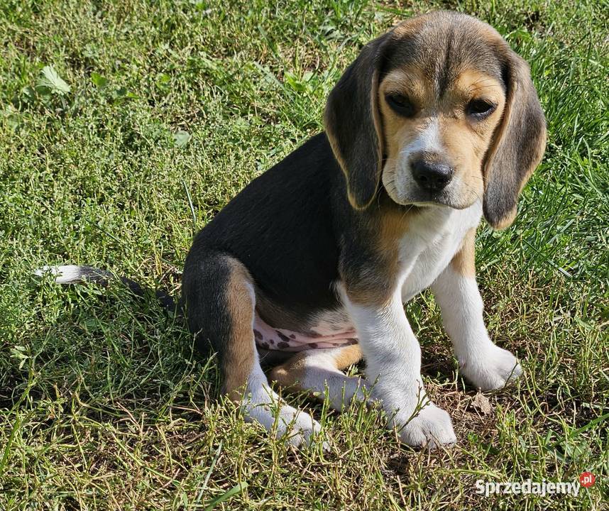 Beagle cudowne szczenięta championie mazowieckie Mińsk Mazowiecki